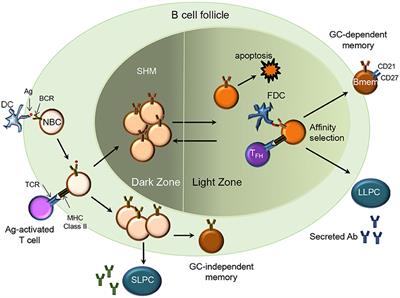 Insights From Analysis of Human Antigen-Specific Memory B Cell Repertoires